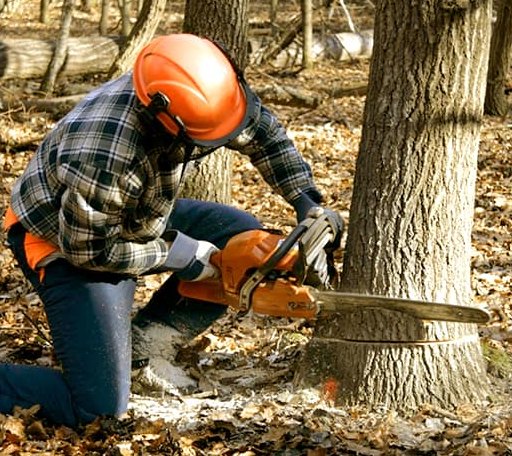 Tree Removal in Oxford, MD